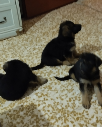 Cuccioli pastore tedeschi