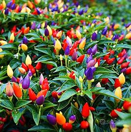 Pianta peperoncino 