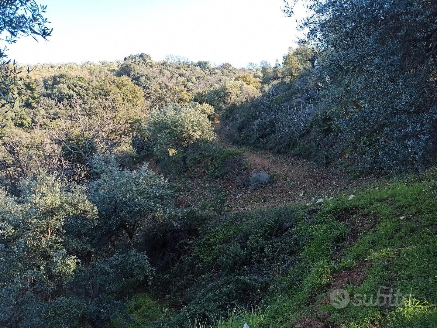 Terreno agricolo - Vista 5