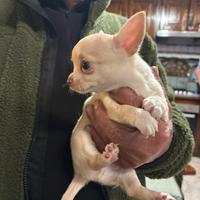 Chihuahua Toy Maschio