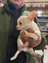 Chihuahua Toy Maschio