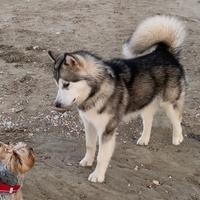 Alaskan Malamute per monta