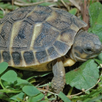 Tartaruga