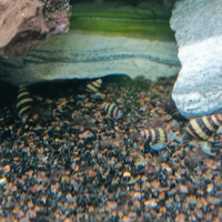 Lumache killer Helena