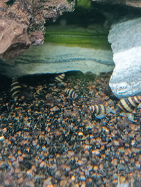 Lumache killer Helena