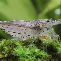 Caridina japonica