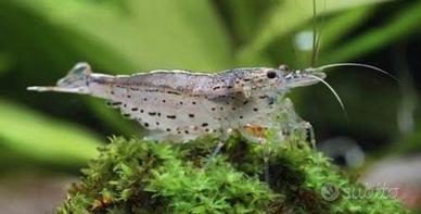 Caridina japonica