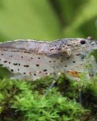 Caridina japonica
