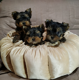 Yorkshire terrier con pedigree ENCI