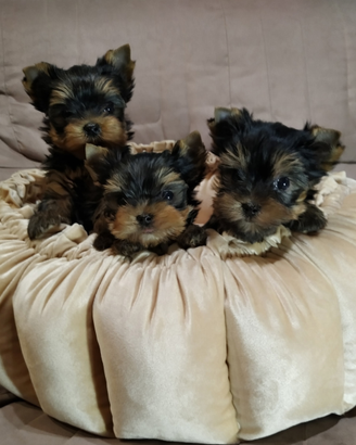 Yorkshire terrier con pedigree ENCI