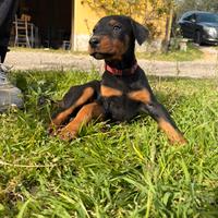 Cuccioli di dobermann
