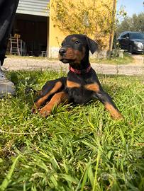Cuccioli di dobermann