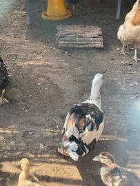 Anatre mute - maschi, femmine e anatroccoli