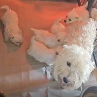 Cuccioli di West Highland con pedigree