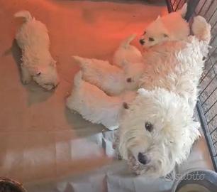 Cuccioli di West Highland con pedigree