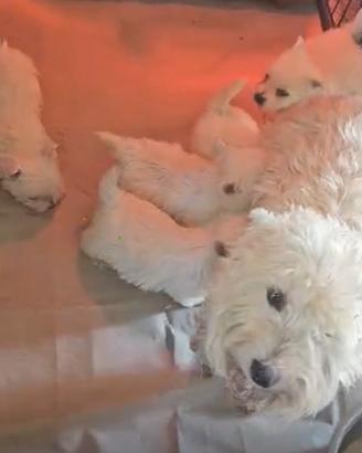 Cuccioli di West Highland con pedigree