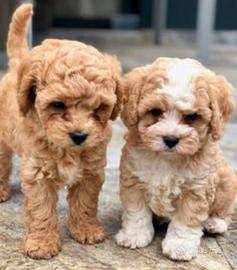 Maltipoo Toy cuccioli disponibili