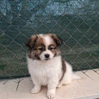 Cuccioli pronti per una nuova casa