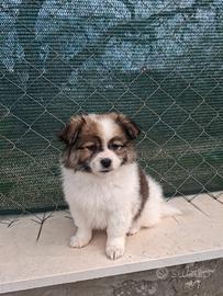 Cuccioli pronti per una nuova casa