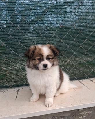 Cuccioli pronti per una nuova casa