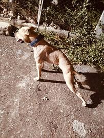 Pitbull adba