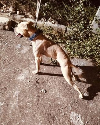 Pitbull adba