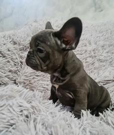 Bulldog francese