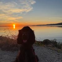 Cocker