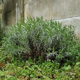 Piantina di Lavanda