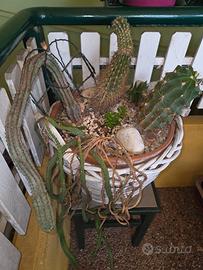 grande cesto con composizione di piante grasse