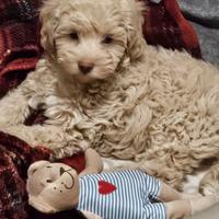 Cucciolo Maltipoo