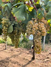 Uva Bianca Trebbiano e Malvasia