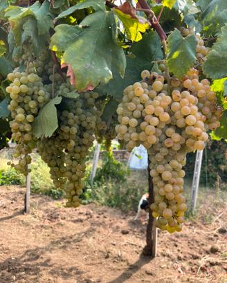 Uva Bianca Trebbiano e Malvasia