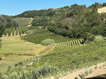 Abitazione - Vigneti - Cantina - Panorama -