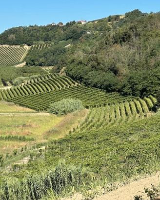 Abitazione - Vigneti - Cantina - Panorama -