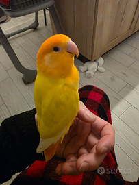 Inseparabile roseicollis