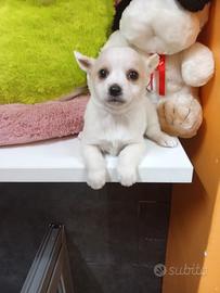 Chihuahua mix Toy maschietto