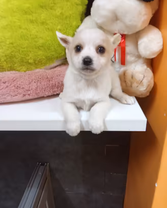 Chihuahua mix Toy maschietto