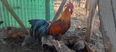 Coppie maschio femmina di Livorno collo oro