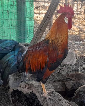 Coppie maschio femmina di Livorno collo oro