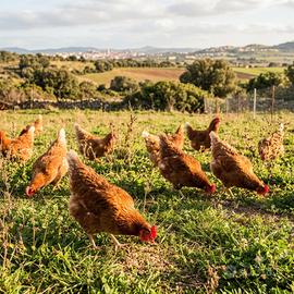 Galline ovaiole adulte / fine ciclo (max 2 anni e