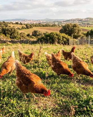 Galline ovaiole adulte / fine ciclo (max 2 anni e