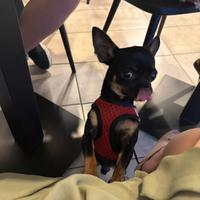 Chihuahua toy