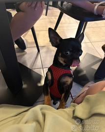 Chihuahua toy