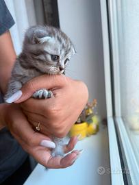 Cuccioli di british shorthair e scottish fold
