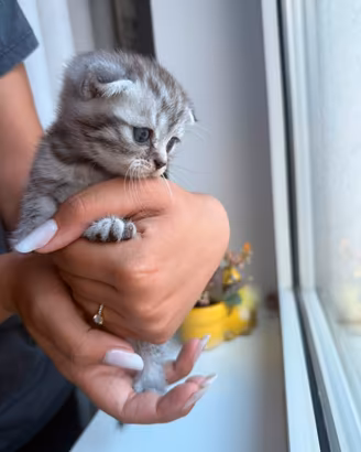 Cuccioli di british shorthair e scottish fold