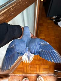 Parrochetto dal collare