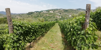 Vigneto ,Valgiano