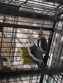 Coppia riproduttiva calopsite white face