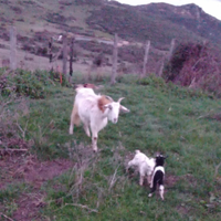 Agnelli, capretti e porchette BIOLOGICI